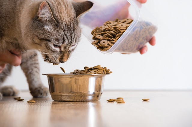 10 conseils pour bien nourrir votre chat adulte